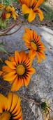 Enlarge photo 282