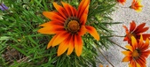Enlarge photo 283