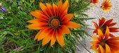 Enlarge photo 284
