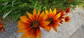 Enlarge photo 285