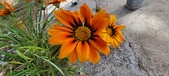 Enlarge photo 286