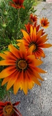Enlarge photo 287