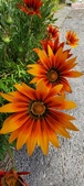 Enlarge photo 288