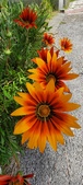 Enlarge photo 289
