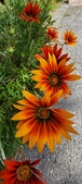Enlarge photo 290
