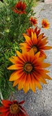 Enlarge photo 291