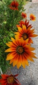 Enlarge photo 292