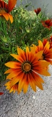 Enlarge photo 293