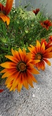 Enlarge photo 294