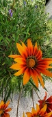 Enlarge photo 295