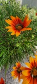 Enlarge photo 296