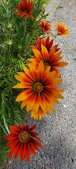 Enlarge photo 297