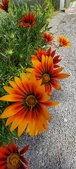 Enlarge photo 298