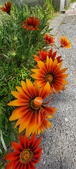 Enlarge photo 299