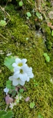 Enlarge photo 368