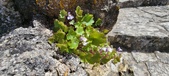 Enlarge photo 448