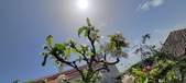 Enlarge photo 475