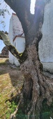 Enlarge photo 476