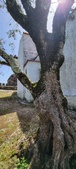 Enlarge photo 477