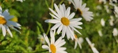 Enlarge photo 33