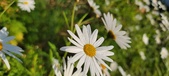 Enlarge photo 34
