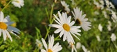Enlarge photo 35