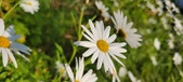 Enlarge photo 36
