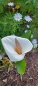 Enlarge photo 39