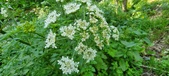 Enlarge photo 109