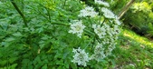 Enlarge photo 108