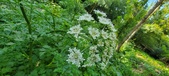 Enlarge photo 112