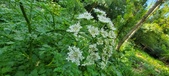Enlarge photo 113