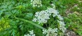 Enlarge photo 115