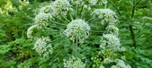 Enlarge photo 116