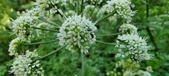 Enlarge photo 117