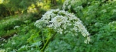 Enlarge photo 134