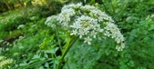 Enlarge photo 135