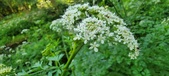 Enlarge photo 136