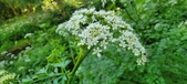 Enlarge photo 137
