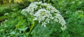 Enlarge photo 138