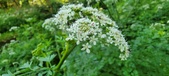Enlarge photo 139