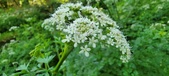 Enlarge photo 140