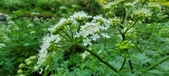 Enlarge photo 147