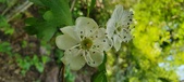 Enlarge photo 177