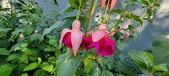 Enlarge photo 186