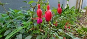 Enlarge photo 195