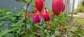 Enlarge photo 199