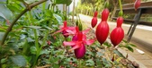Enlarge photo 202