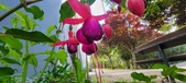 Enlarge photo 205