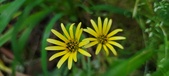 Enlarge photo 211